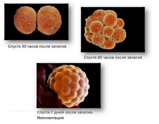 Фото - Размер эмбриона по неделям: таблицы с описанием. Как определяют размеры плода по неделям беременности с помощью УЗИ?