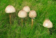 Фото - Токсиколог перечислил внешние признаки ядовитых грибов