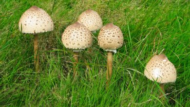 Фото - Токсиколог перечислил внешние признаки ядовитых грибов