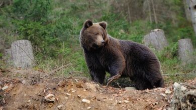 Фото - Медведица с медвежатами напугала жителей Челябинской области