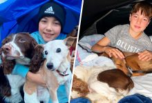 Фото - В Великобритании подросток проспал 542 ночи в палатке, чтобы помочь бездомным собакам